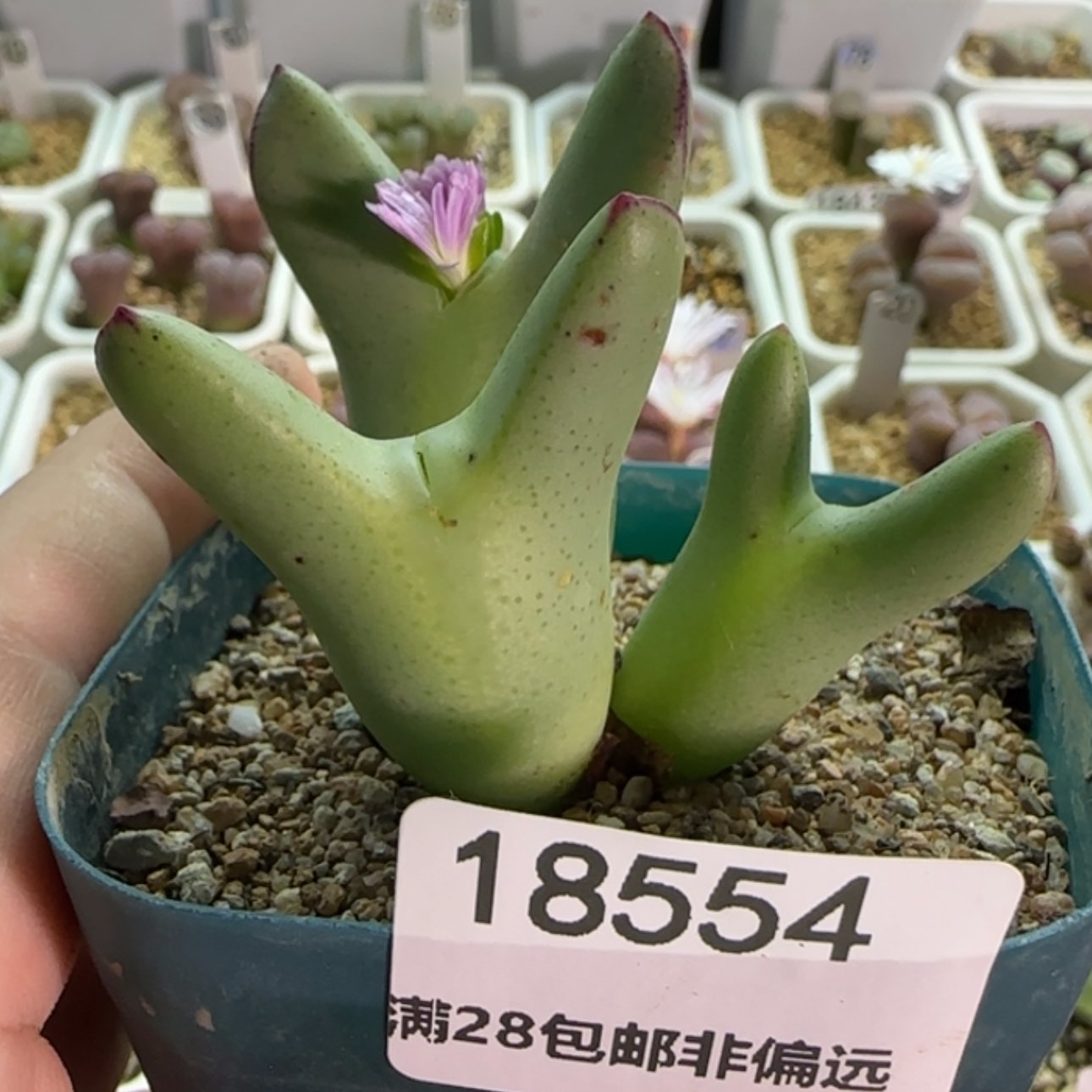【闪购商品】Q****?18554有点疤   