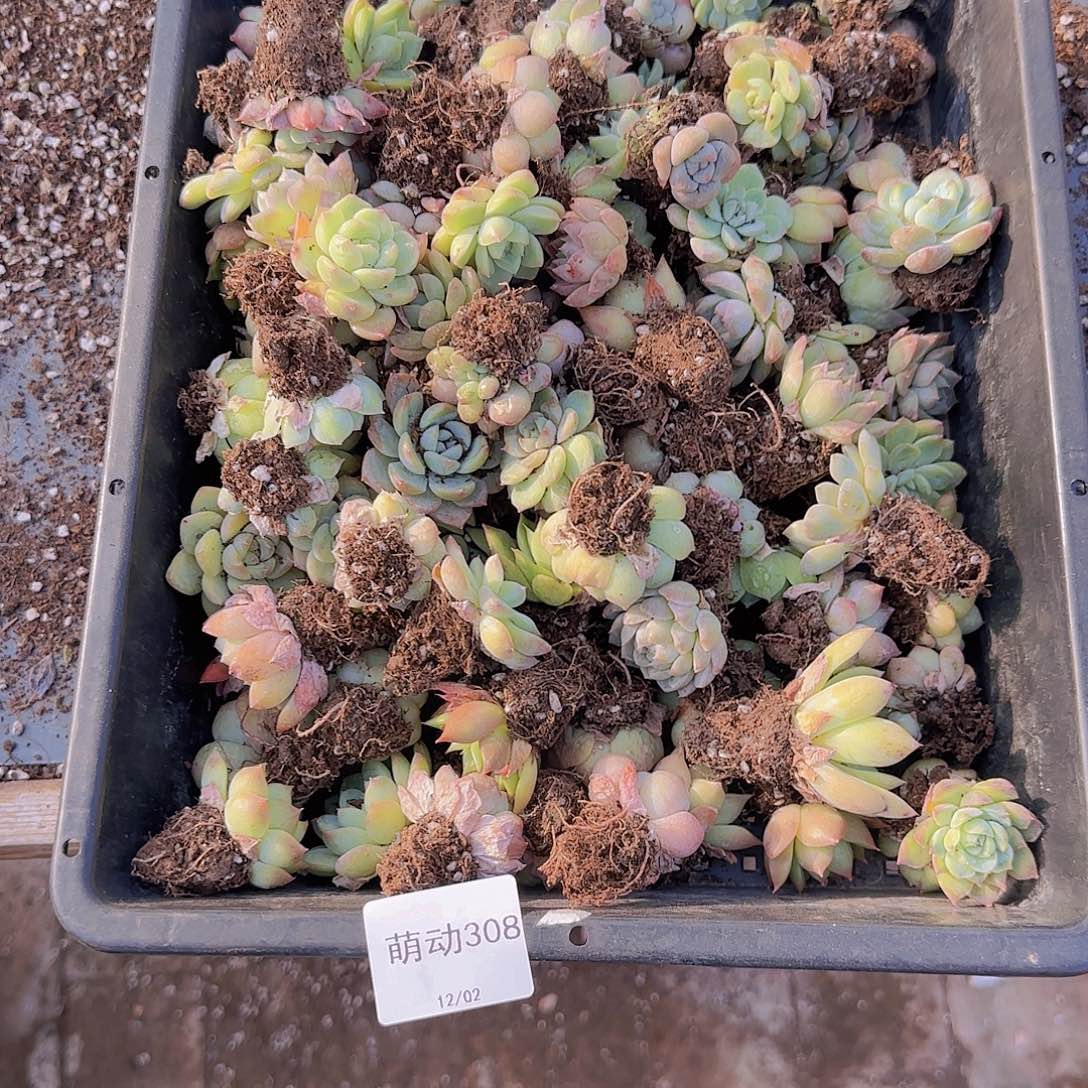 直播一物一拍多肉308