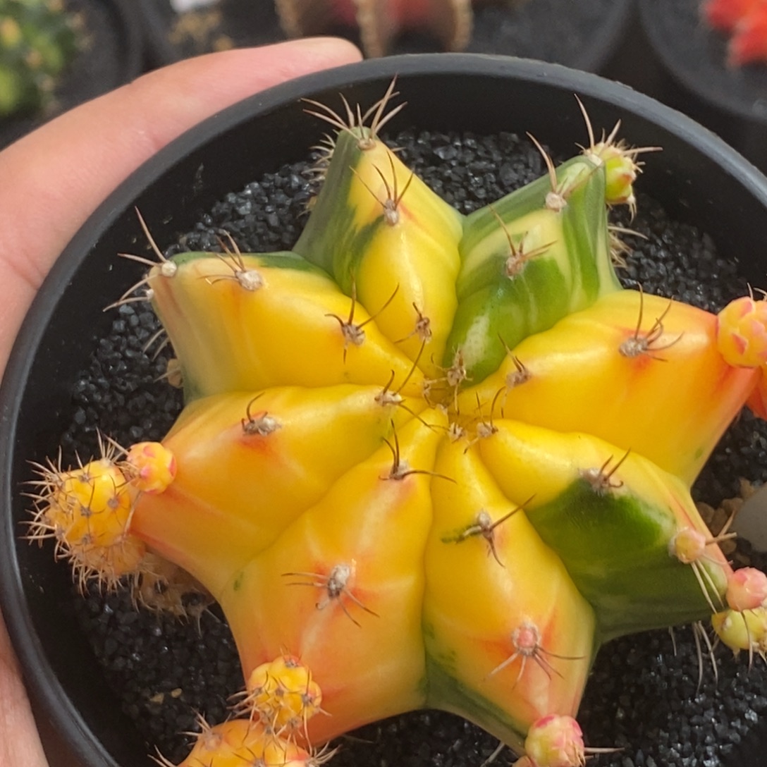 精品米哈—带盆土发货27