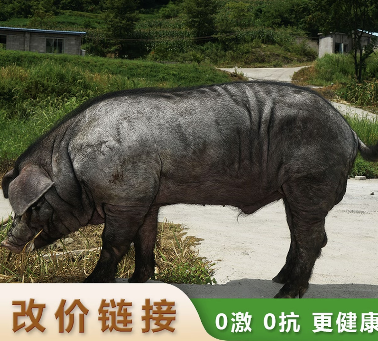农家熟食黑猪肉现场称重一称一拍顺丰生鲜包邮