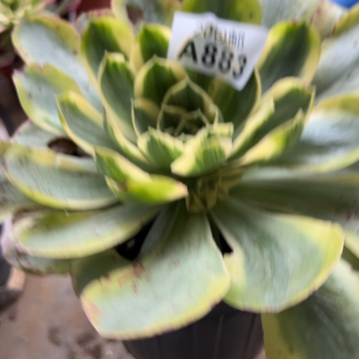 多肉植物883不售后