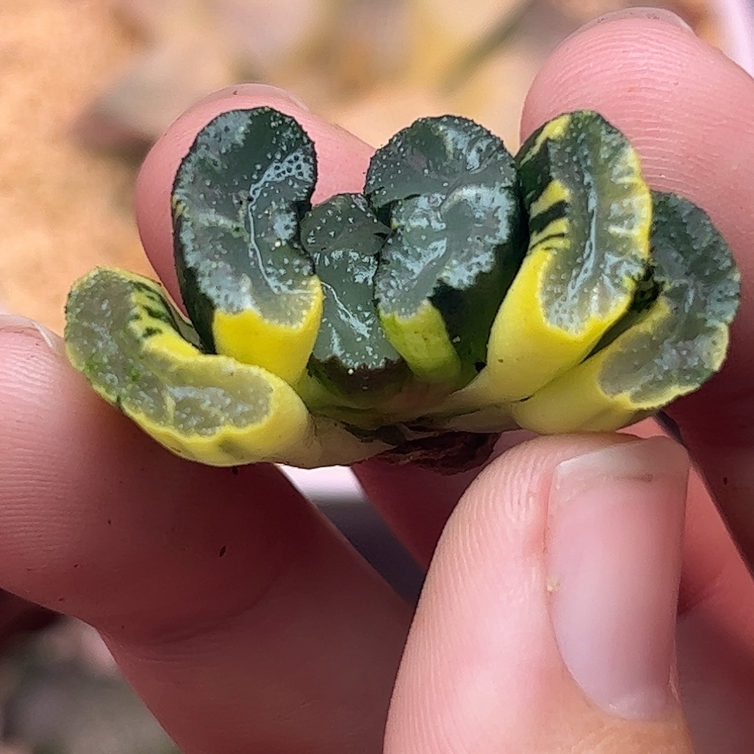 745道长锦十二卷多肉植物