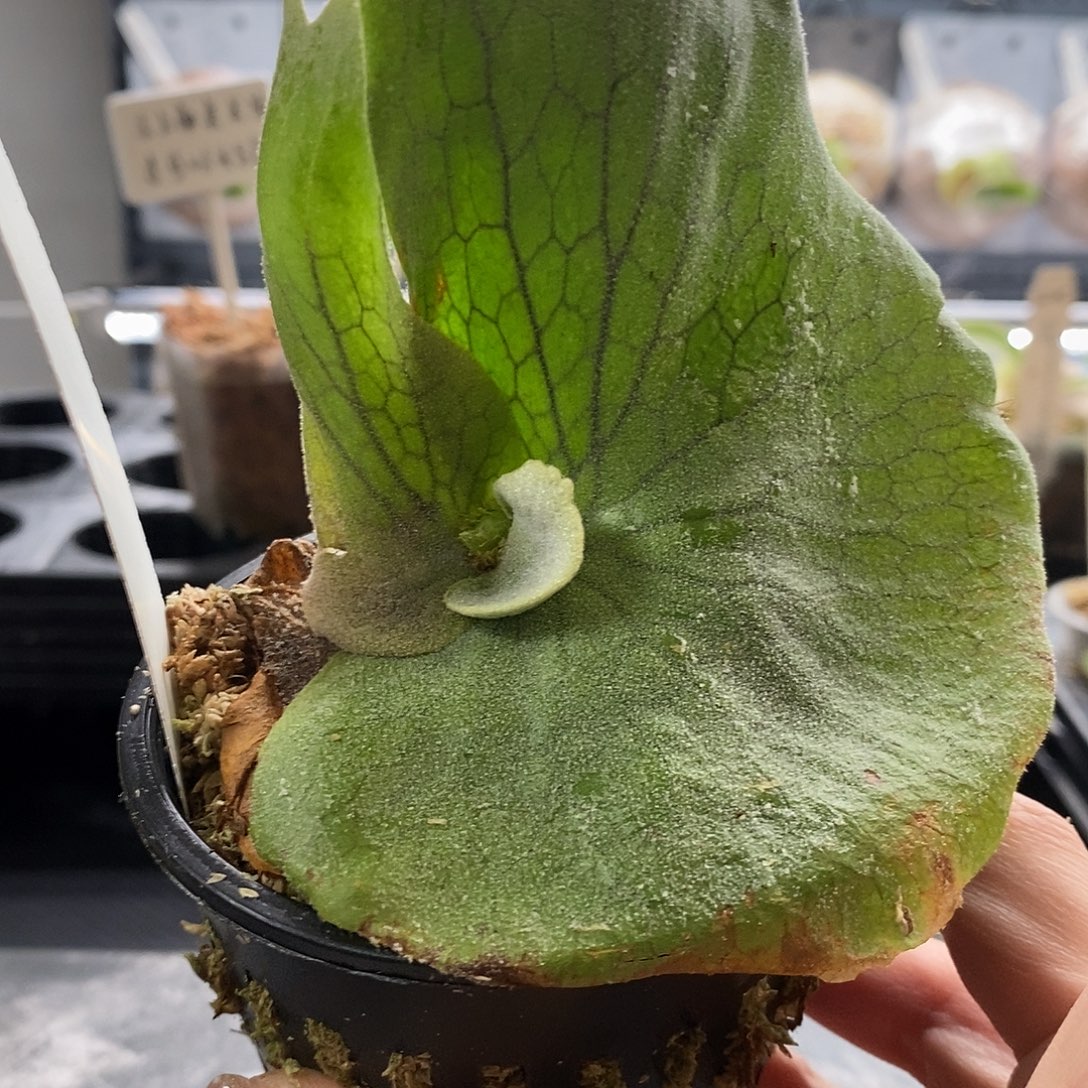 无花朵巨兽鹿角蕨