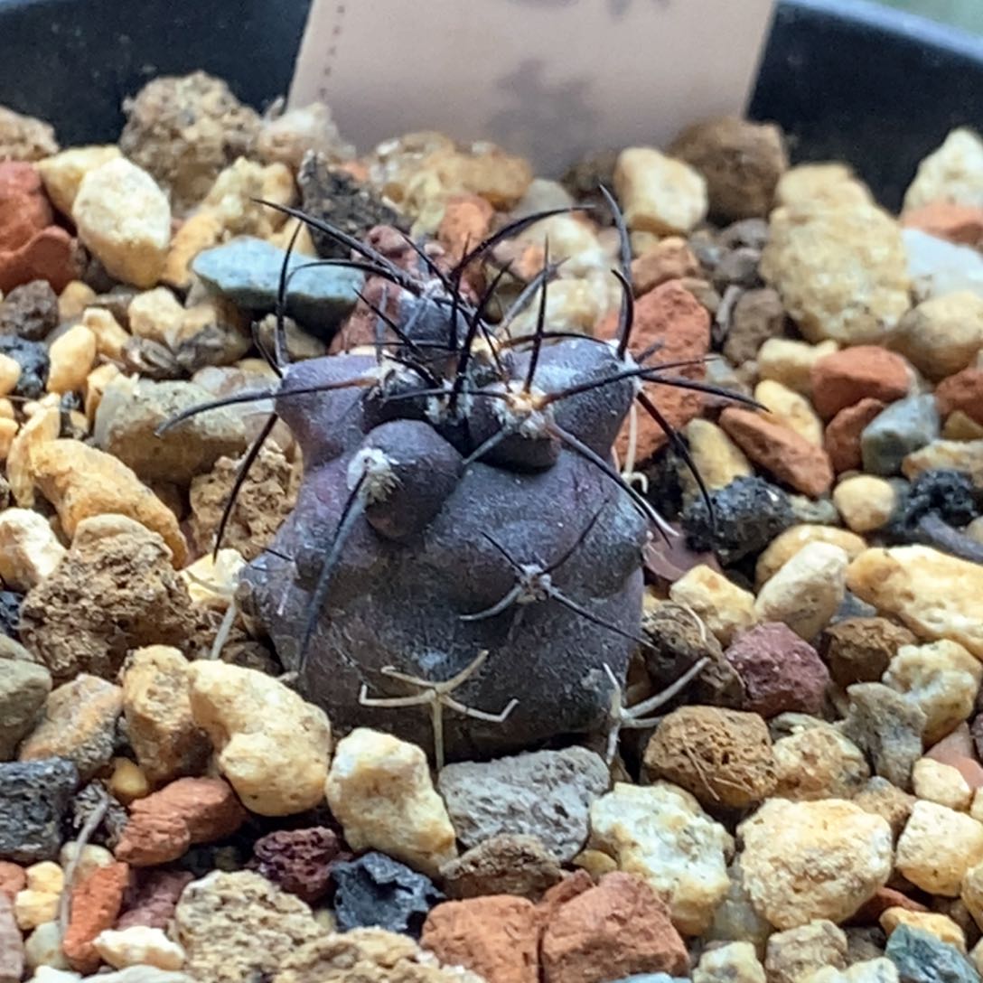 实生栗星玉1.7cm