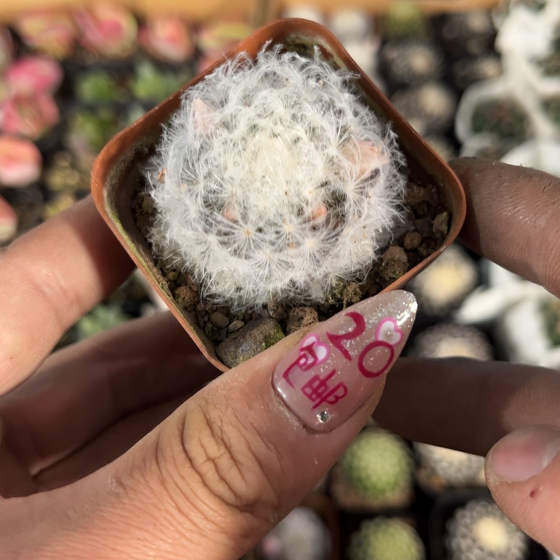 单头白星单头发货有根发货