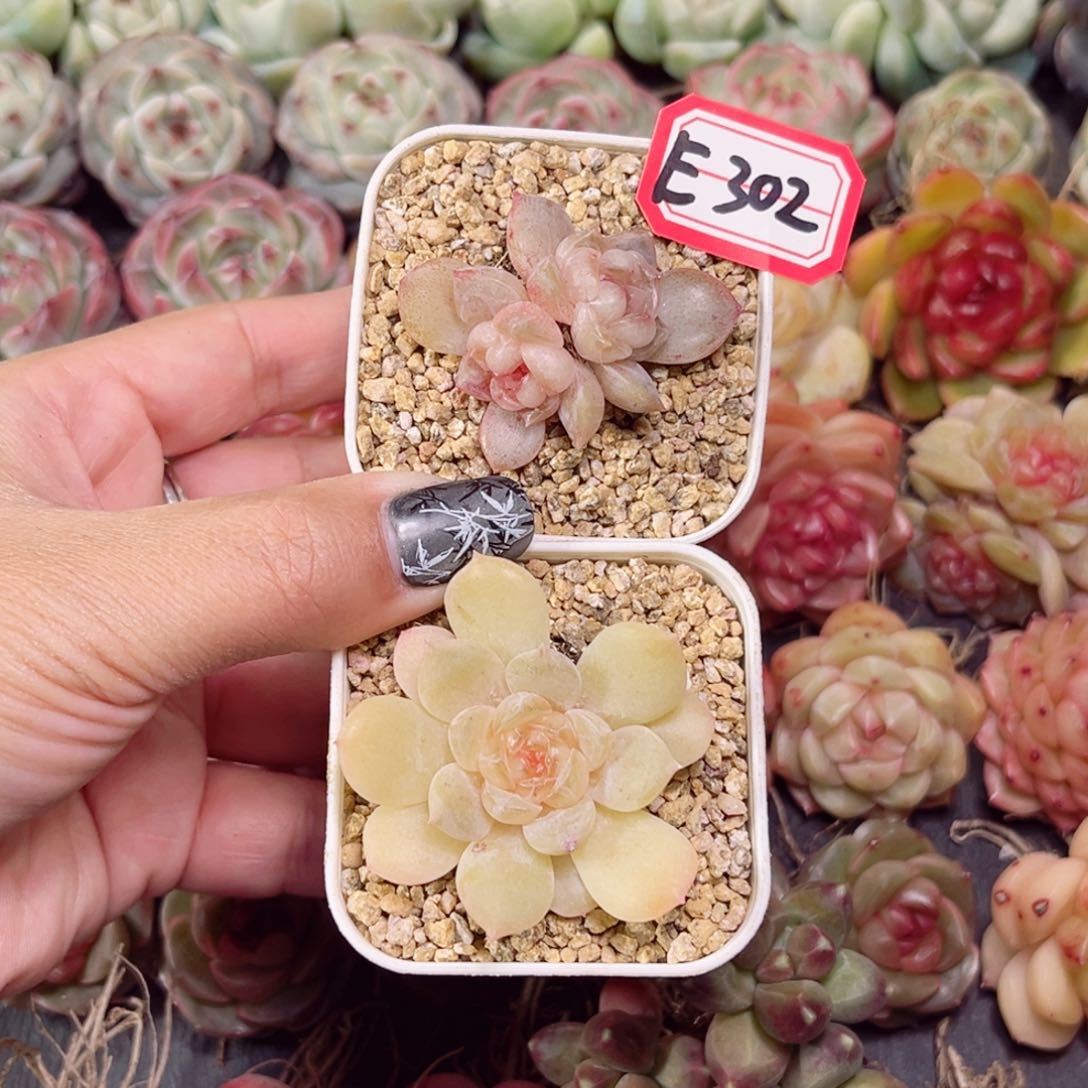 E302 一物一拍 甜心混