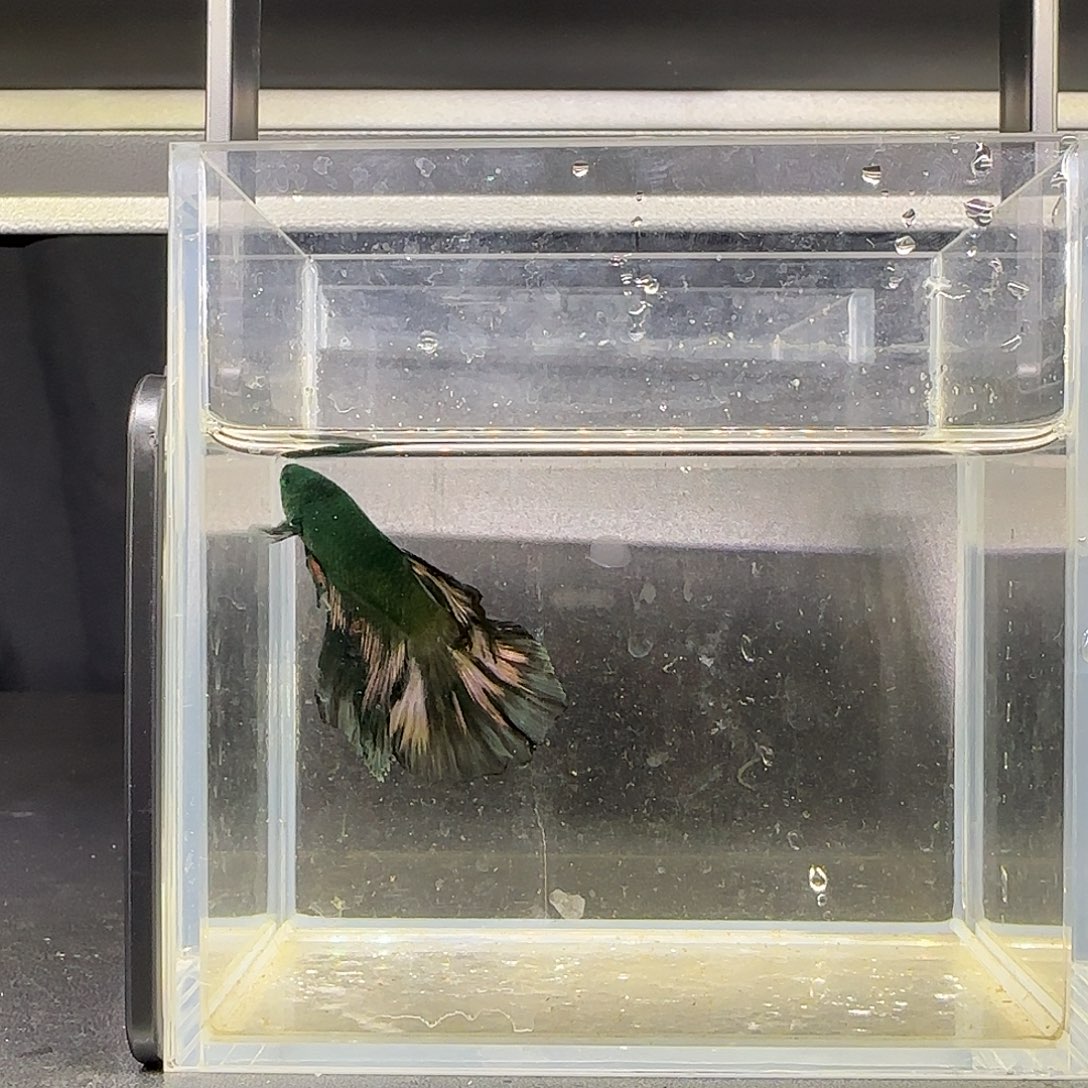 竞拍十二月十四号