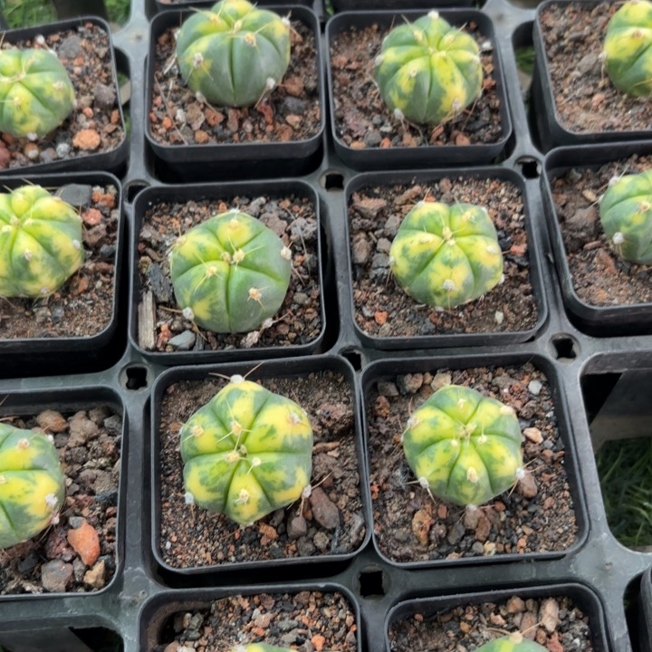 二个圣王锦福利好养