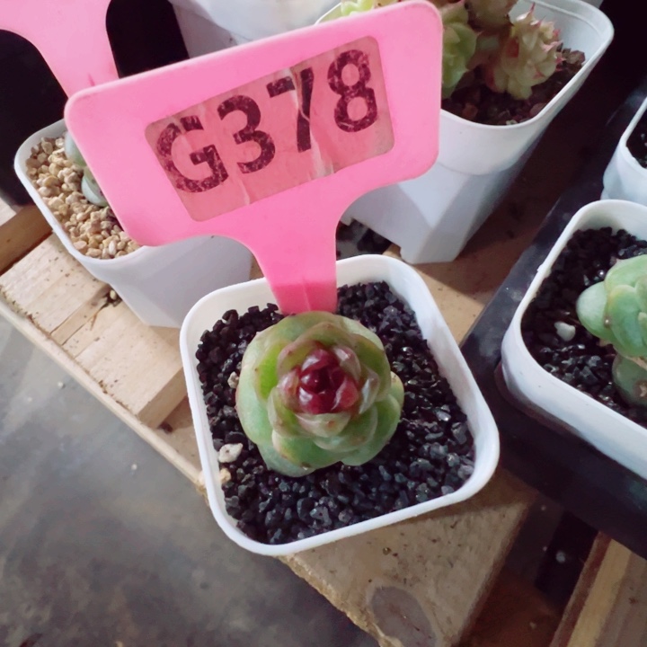 姗***姗幽灵公主3cm多肉植物