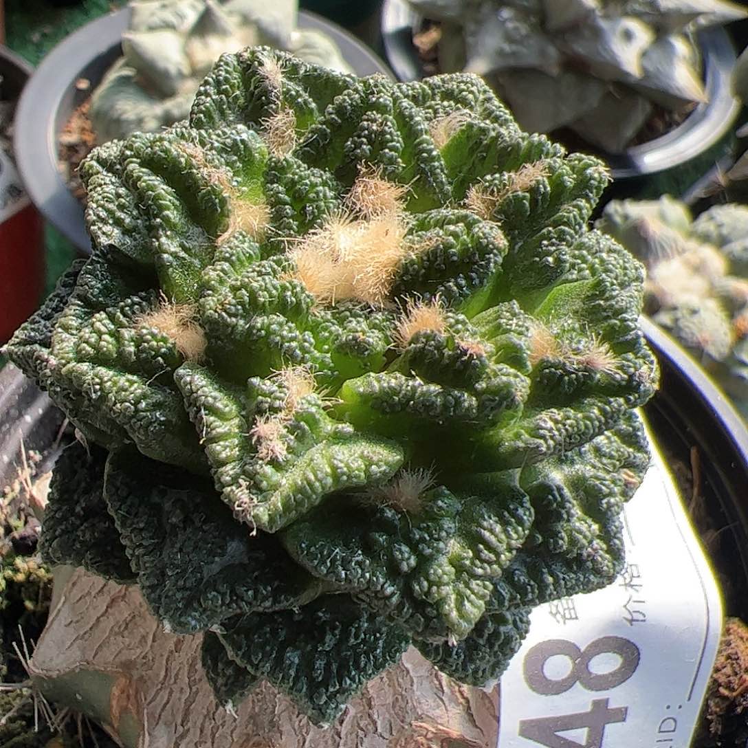 隔尤辛顿牡丹仙人球048