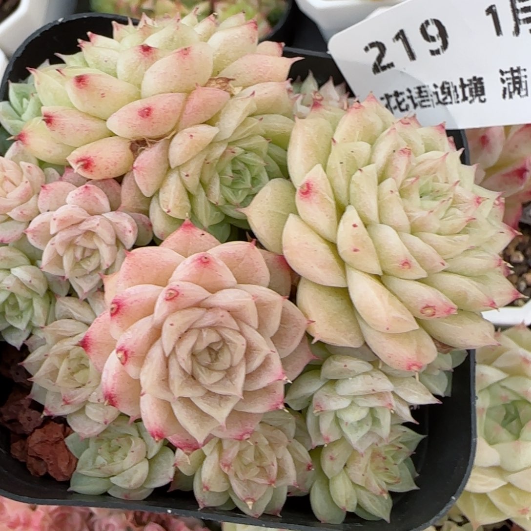 花语逸镜0127-219