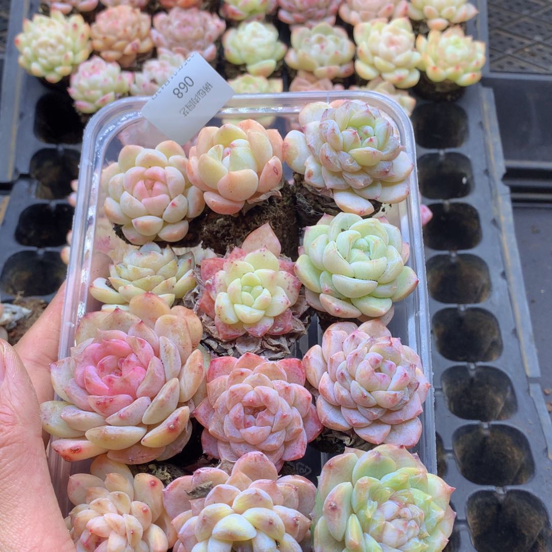 反反复复还是很开心的068