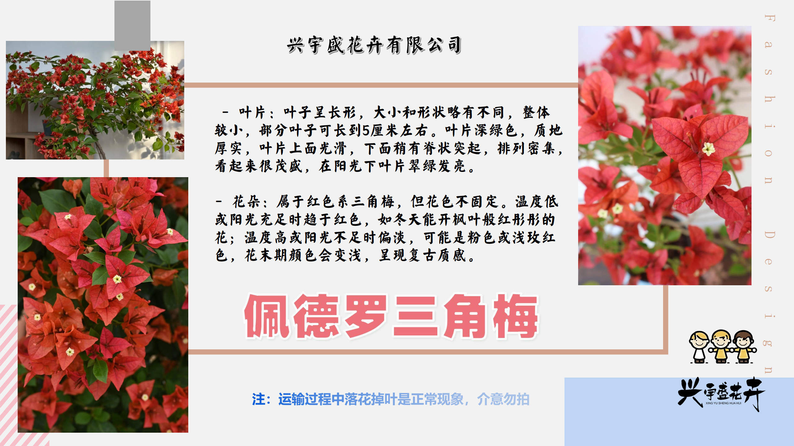 【佩德罗0.5】复古朱砂红耐活观赏三角梅