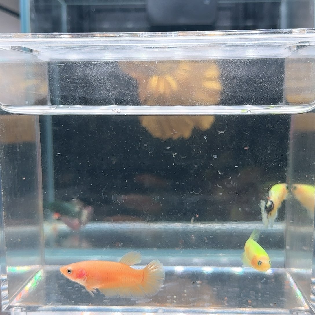斗鱼活体观赏鱼好养耐活