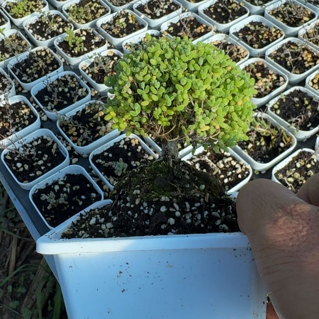香****老桩蜜橘带盆带土发