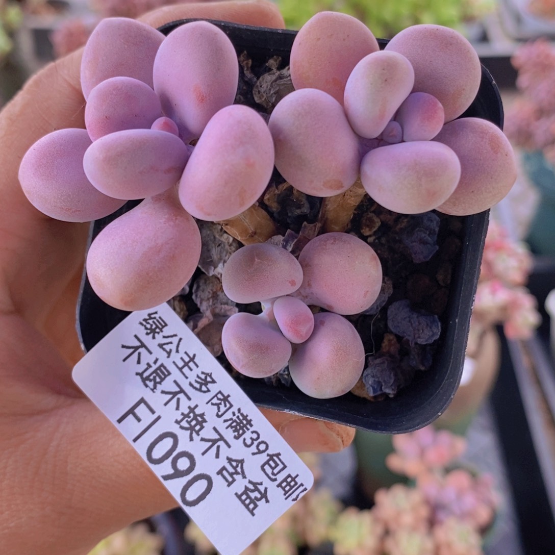 腰子桃蛋5cm1090多肉植物