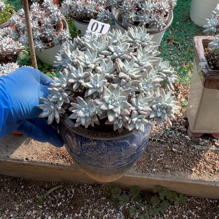 101号白菊多肉植物