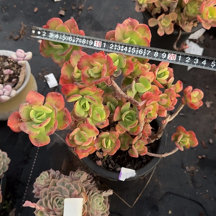 火焰玫瑰867 多肉植物一物一拍