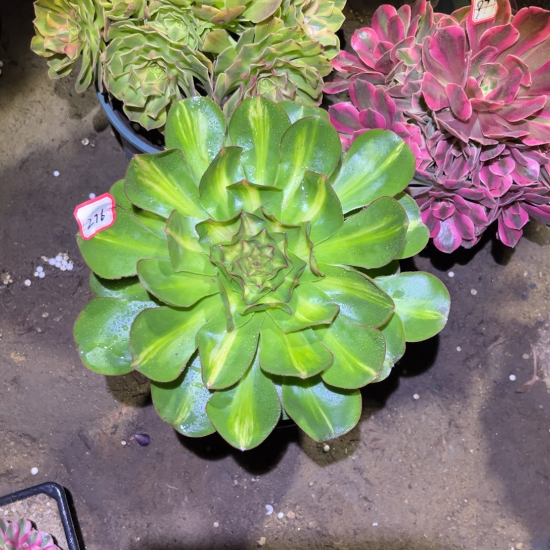 276多肉植物燕姿锦中班