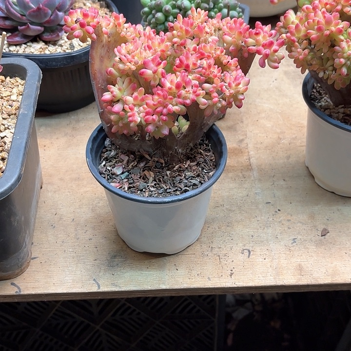 缘*?多肉植物，青松缀