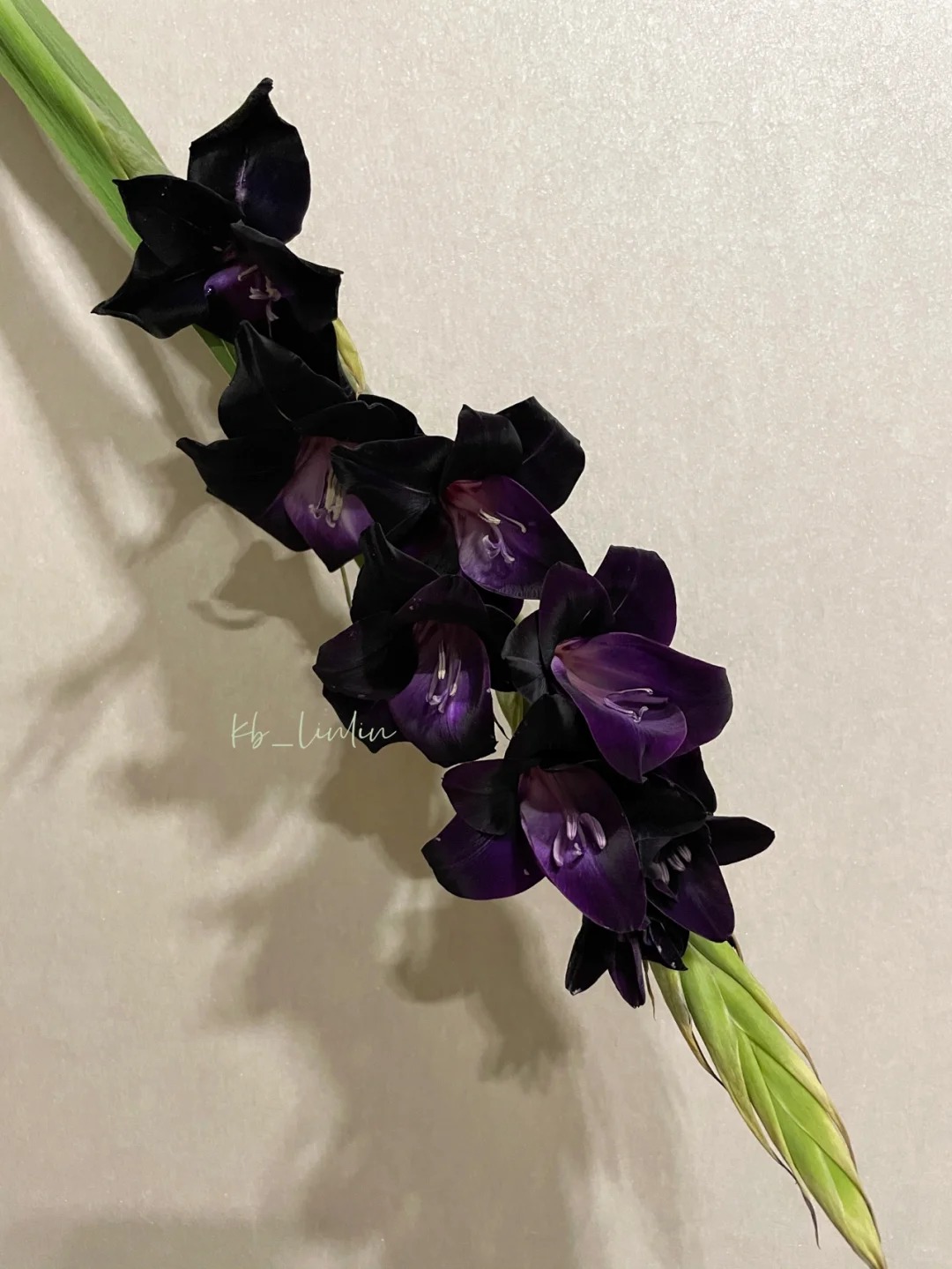 【紫色剑兰】8-10支       鲜花任意两单包邮