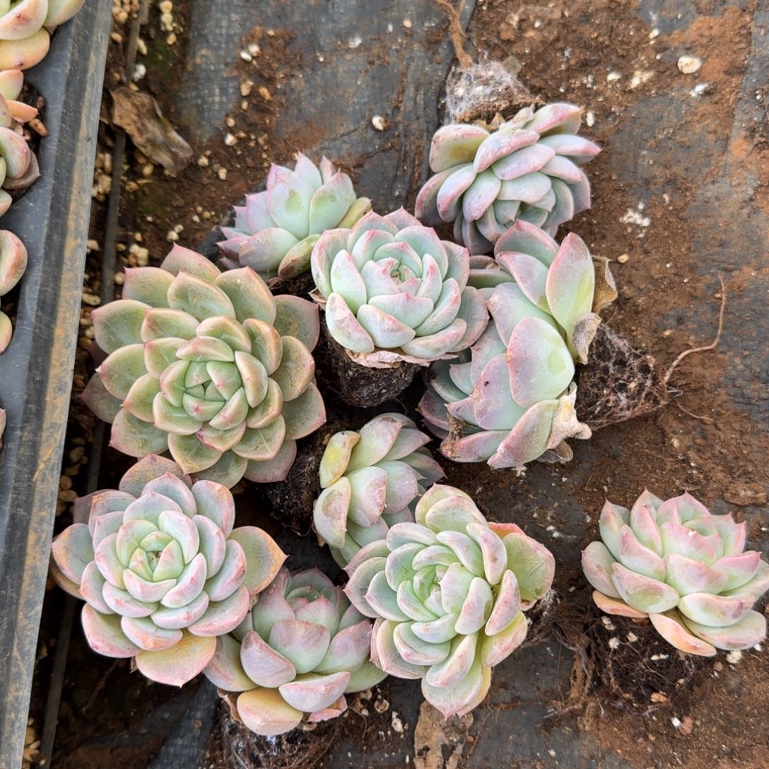 18-52侧门右二宽叶绿菜十棵量拍