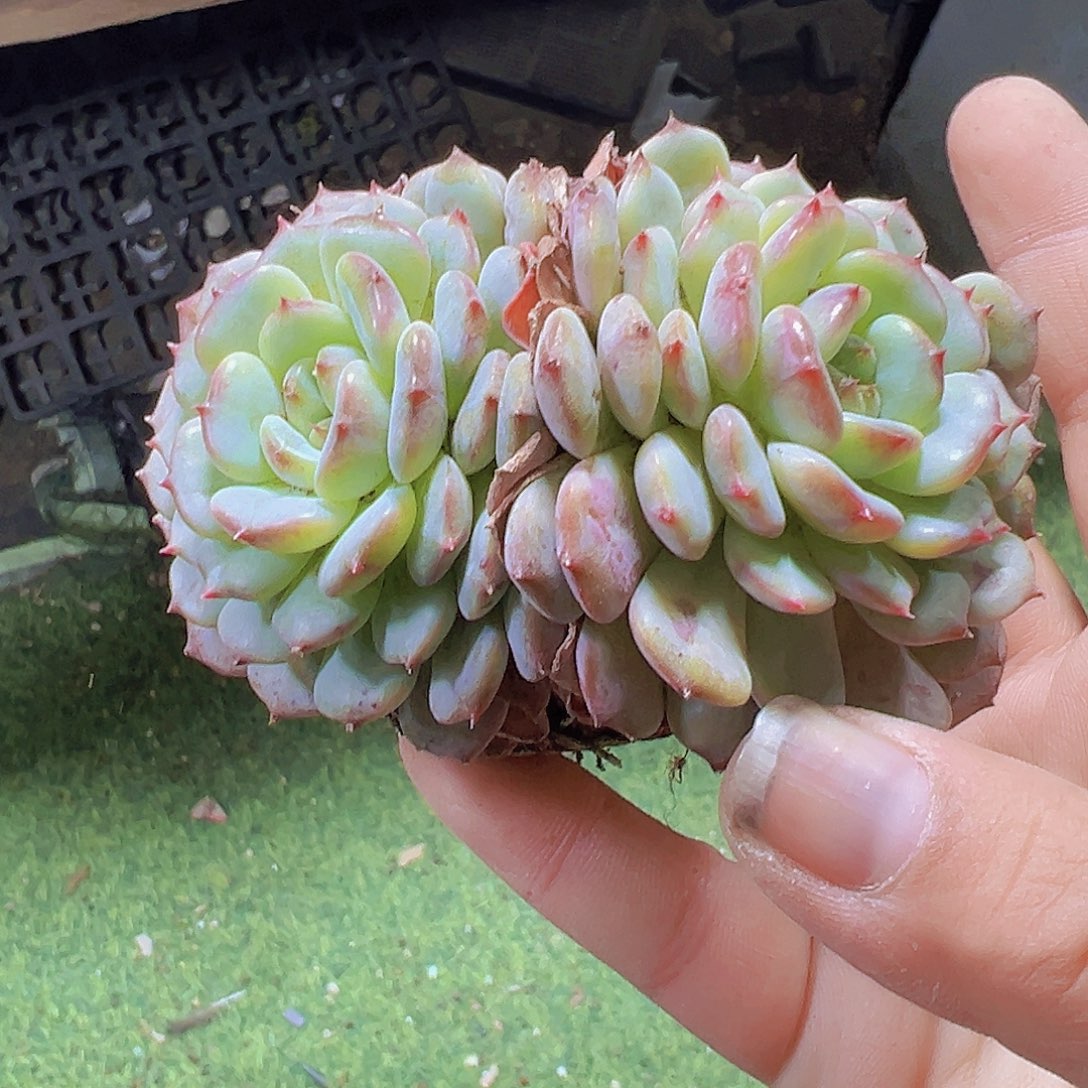 双头大白胖子19包邮多肉