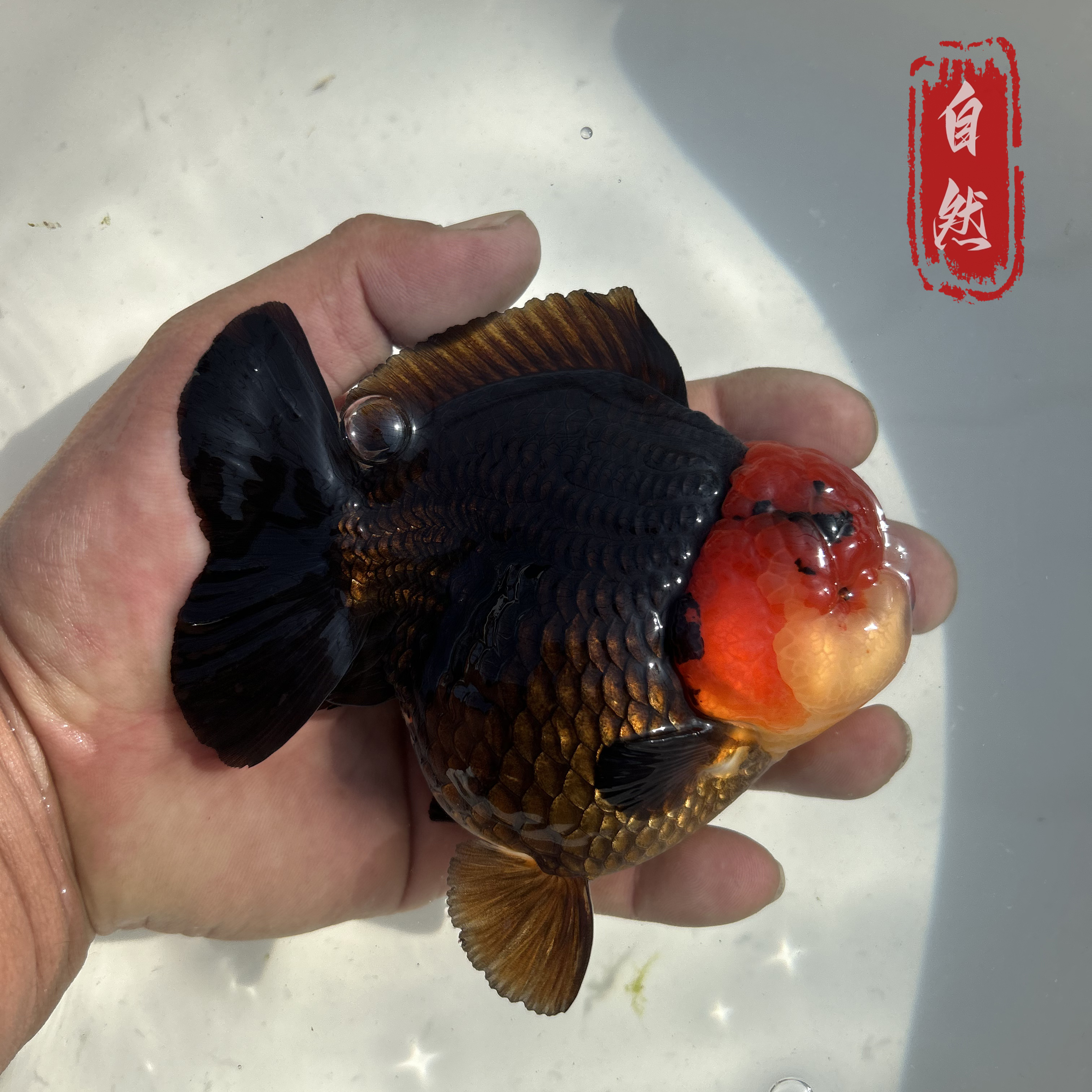 观赏性水族生物观赏鱼大头瘤高背金鱼原产地鲜活直发