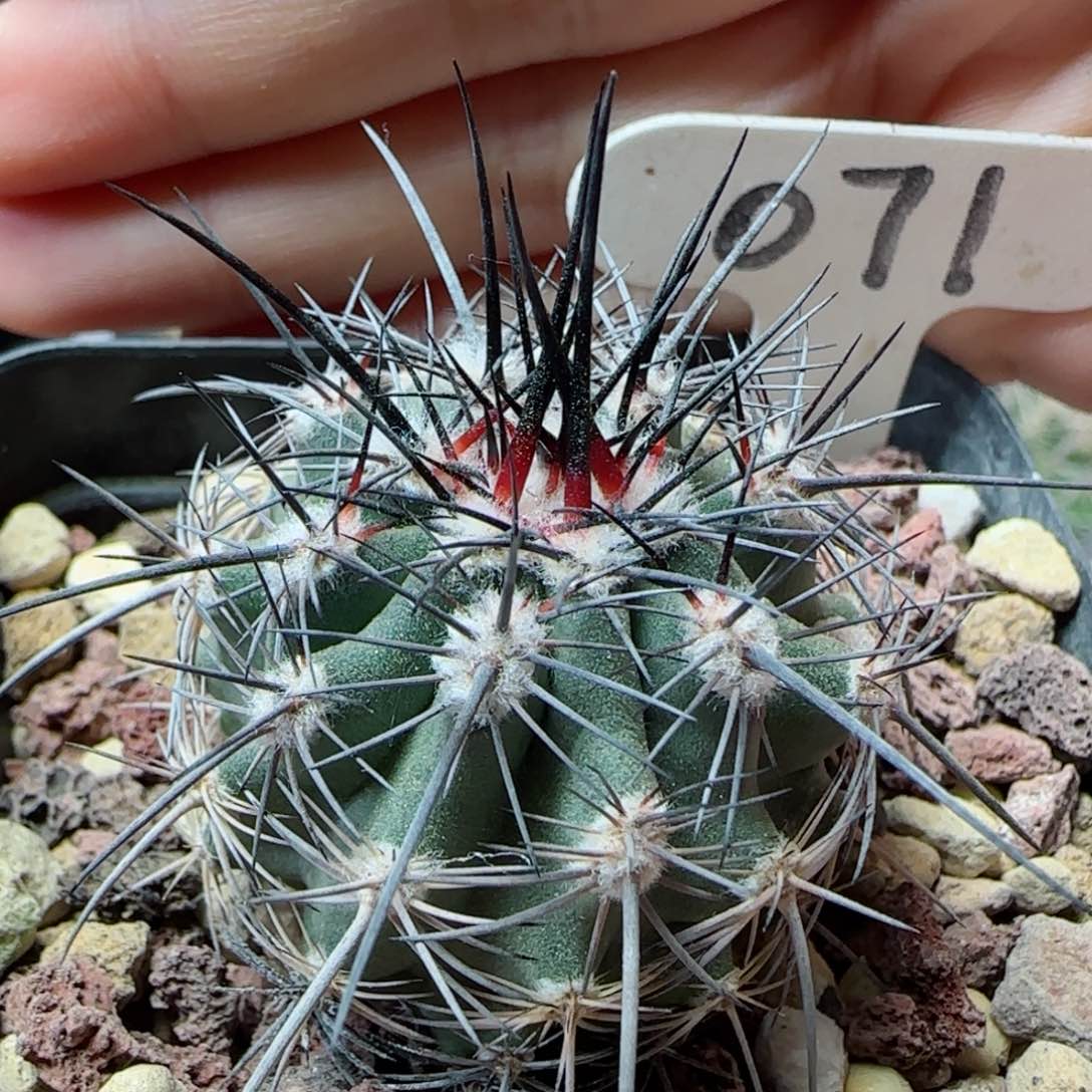 71实生伊须罗玉多肉