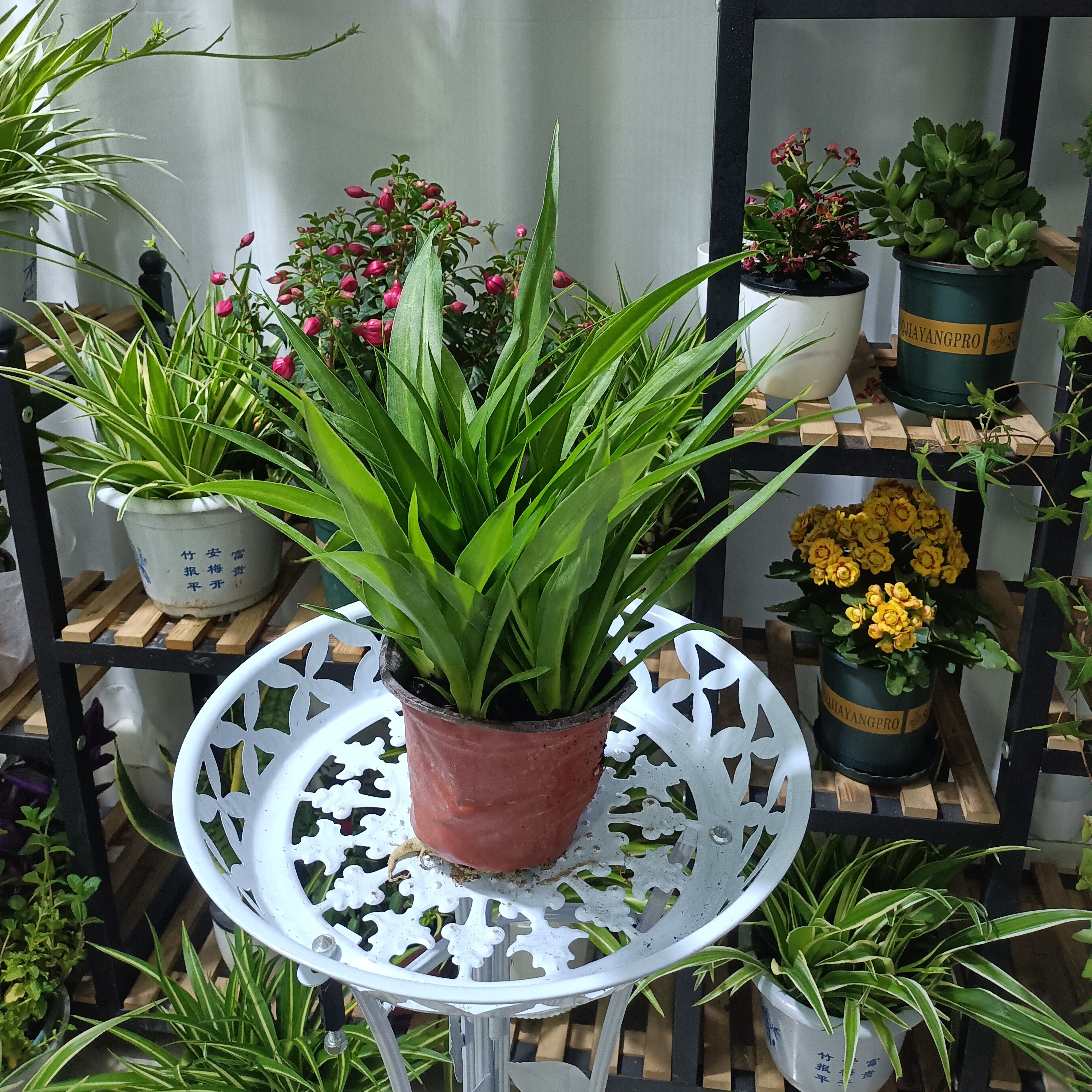 青叶吊兰小盆室内好养绿植