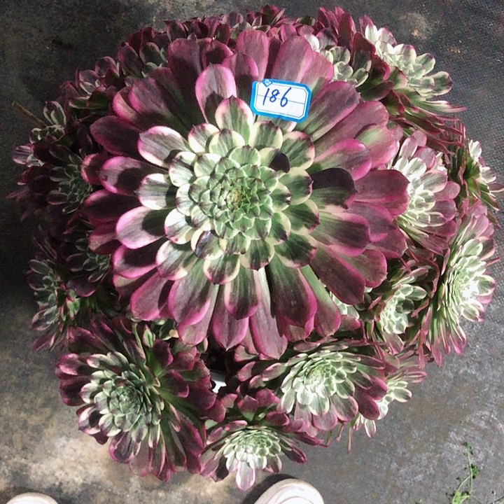 186紫嫣多肉法师