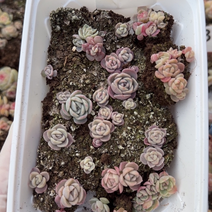 155号王者系列多肉一盒