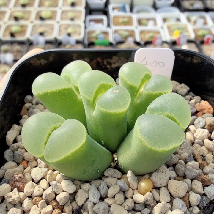 张斌大型朗骨姆 12-9-L8