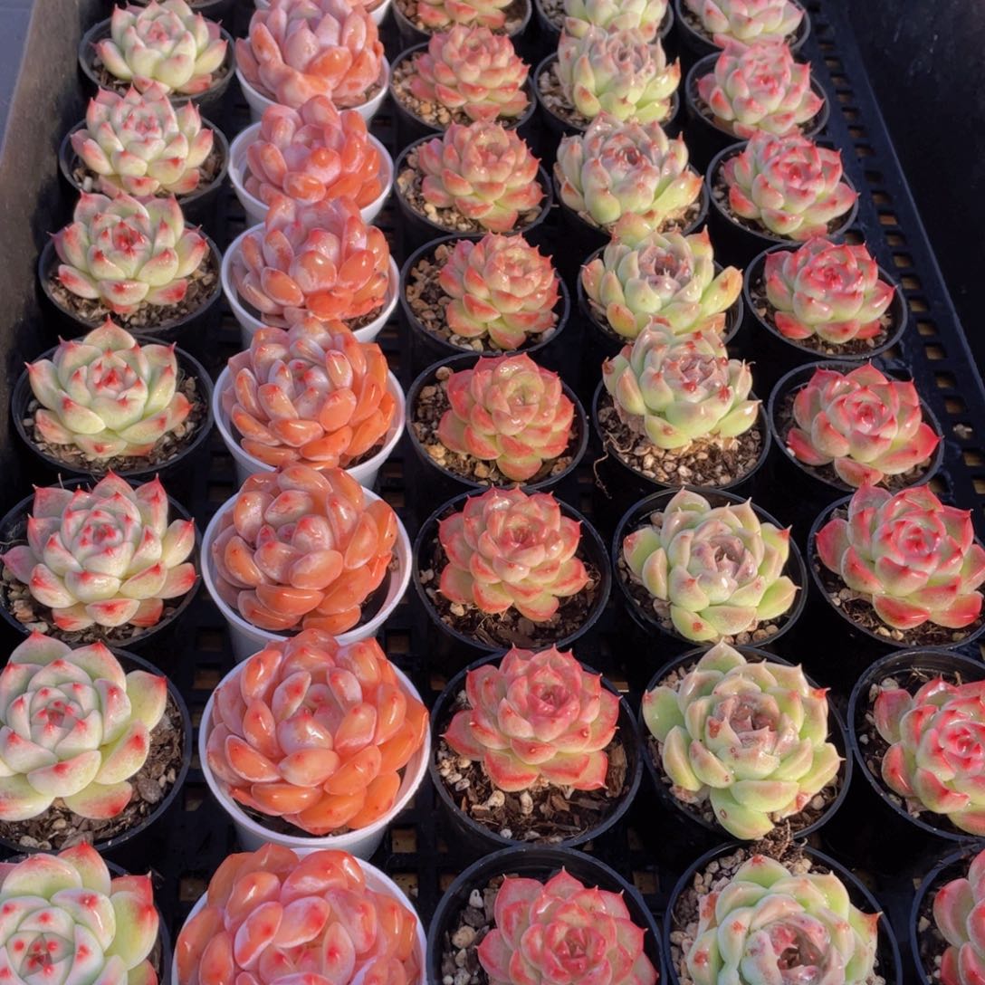 量拍82号 精美组合单头5个