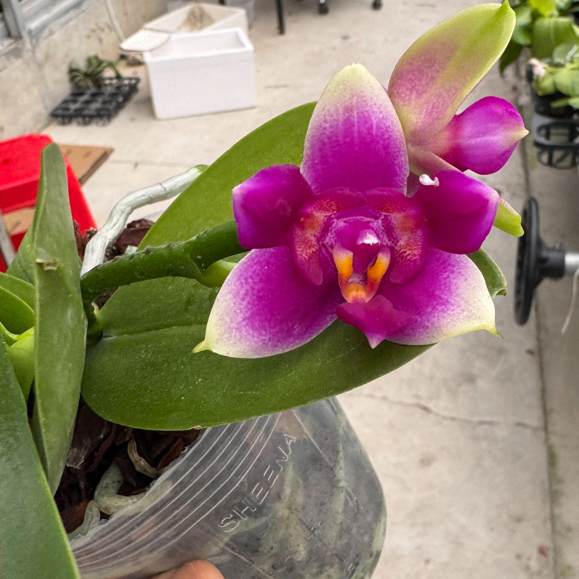 《猫脸》趣味蝴蝶兰 （2.5寸）纯树皮养殖