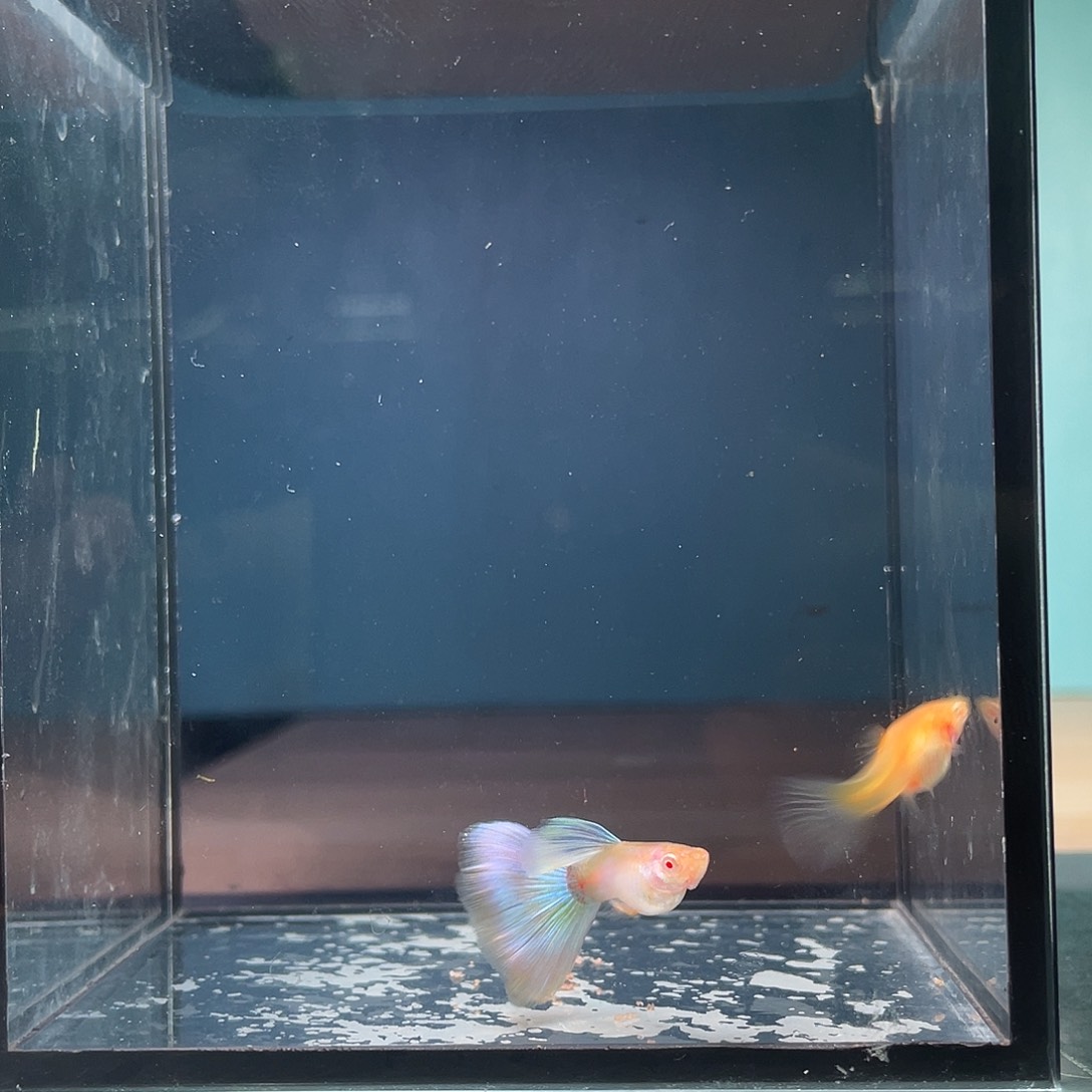 孔雀鱼金粉墨子白子