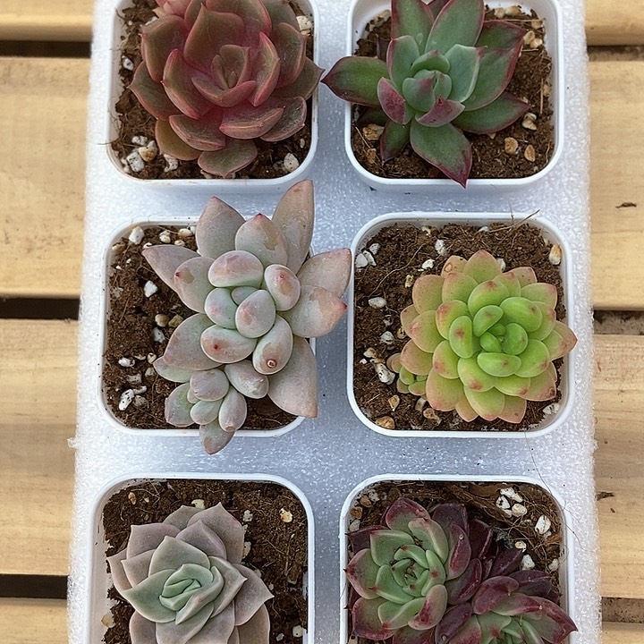 6颗一单包邮 4597