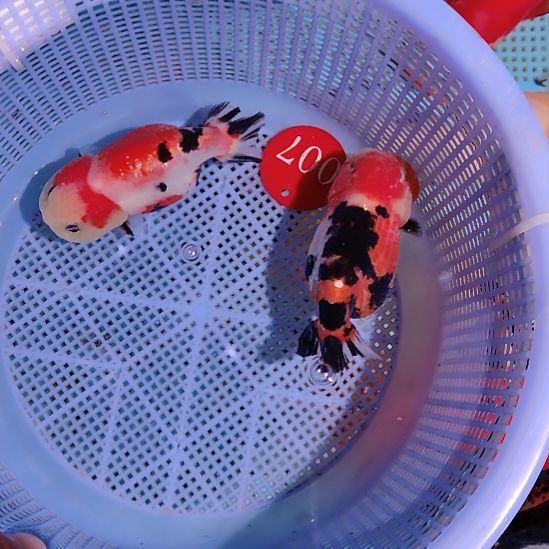 金鱼007兰寿两只特价顺丰包邮