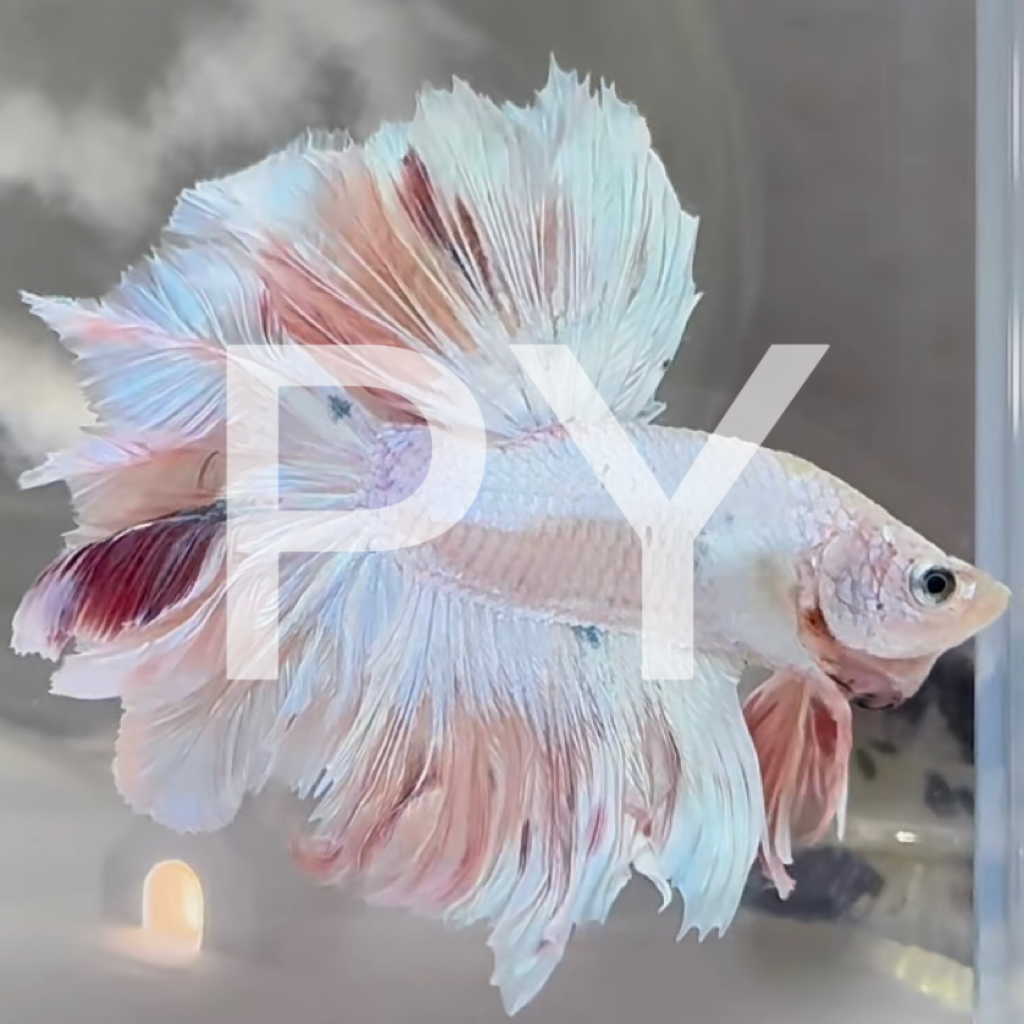 A13（289-312）泰国斗鱼小型热带观赏鱼耐活好养（直播间选鱼）