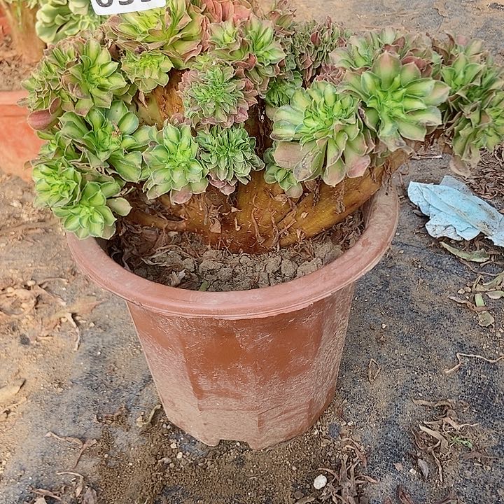 039韶华老庄缀化特价