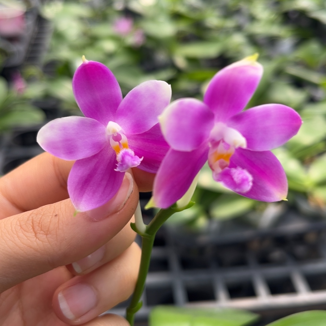 完全开放03号盲盒开花株，少根叶瑕