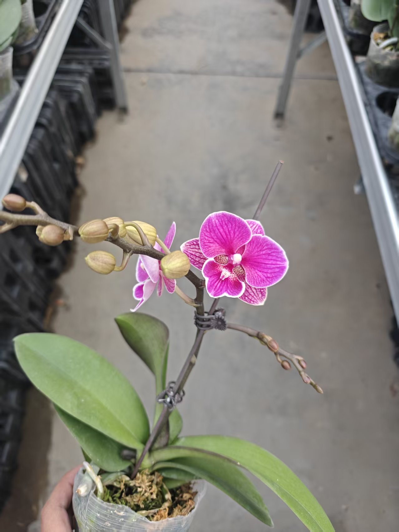 红豆小花型开花株带花带花苞基地直发