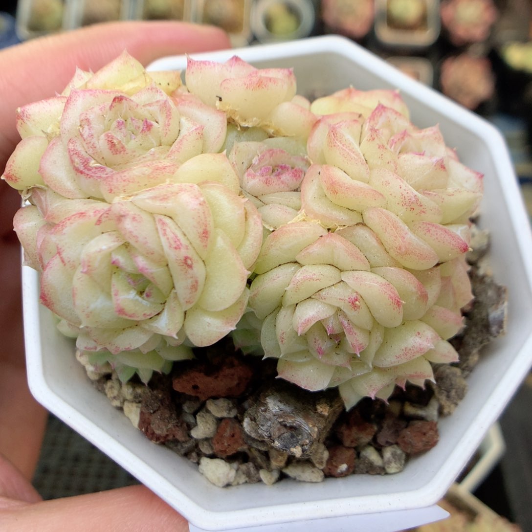 G140白天鹅，20包邮两天凑单偏远地区不发货