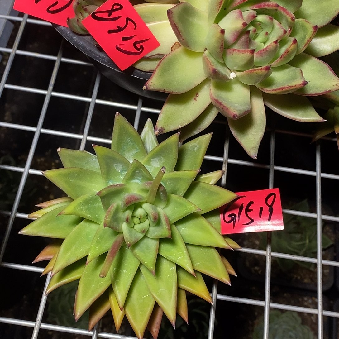 W***e多肉植物多肉植物1519