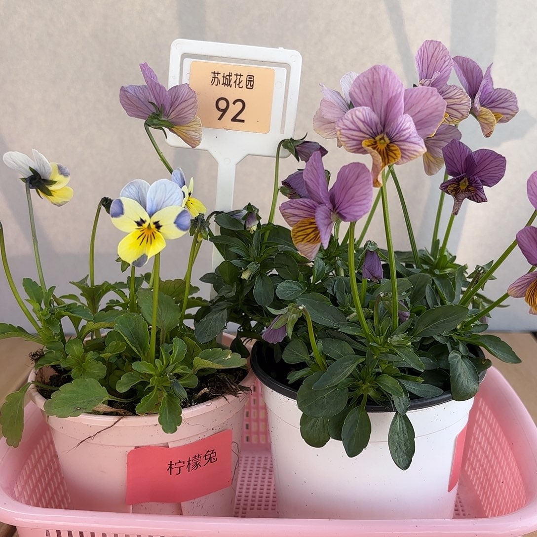 大部分开放少量花苞92