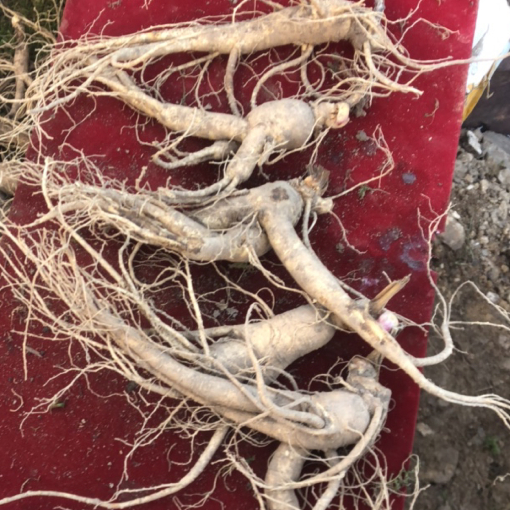 （本店宝藏，泡酒，送礼首选）13年林下参 七颗人参一斤以上！