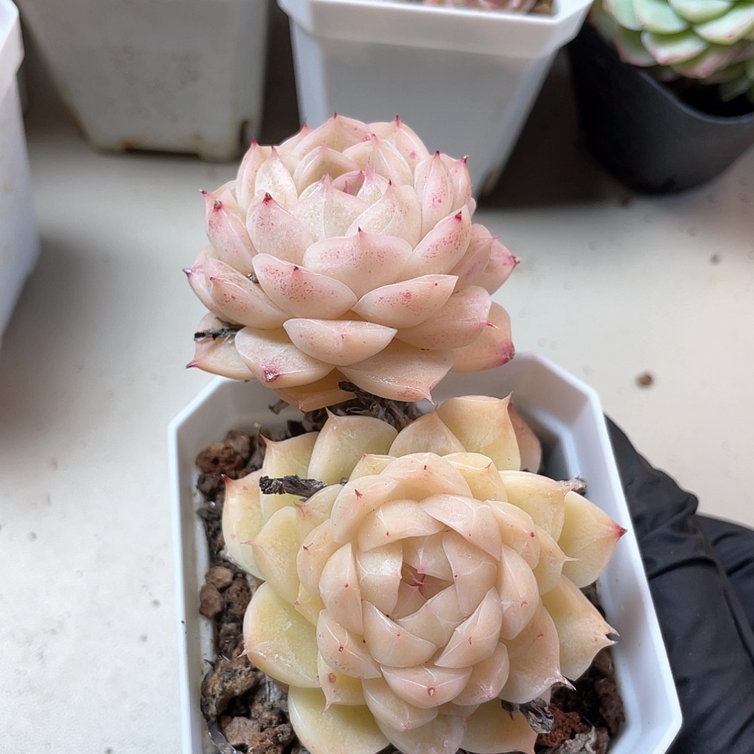 优选5号女王飘枝750