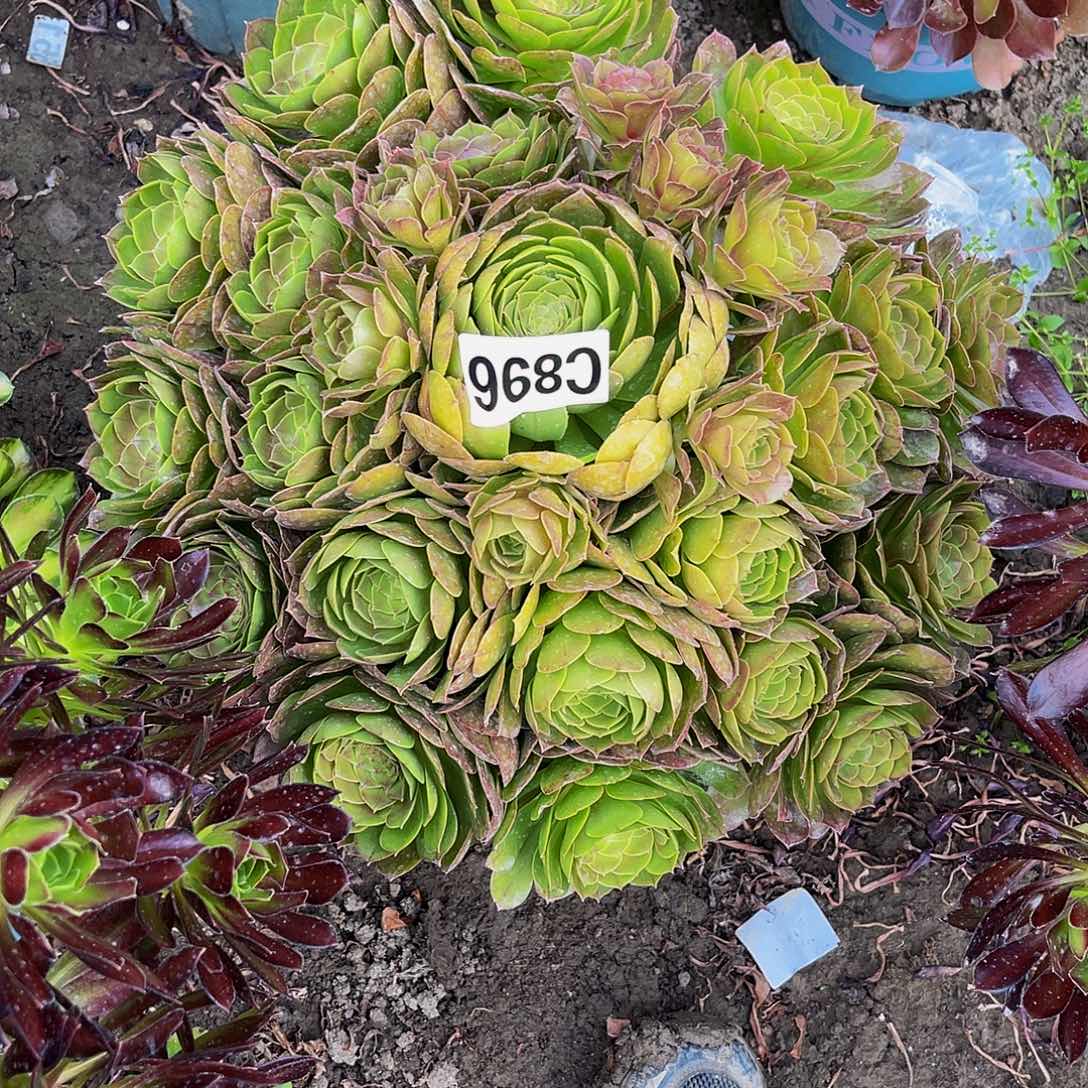 万圣节法师13/-28包邮