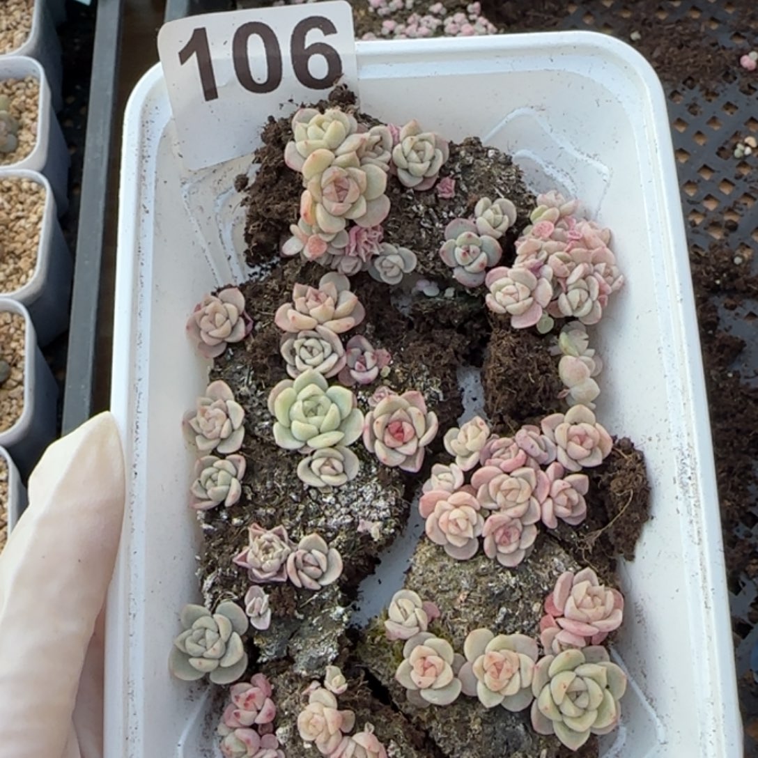 106 号王者系列珍妮一盒