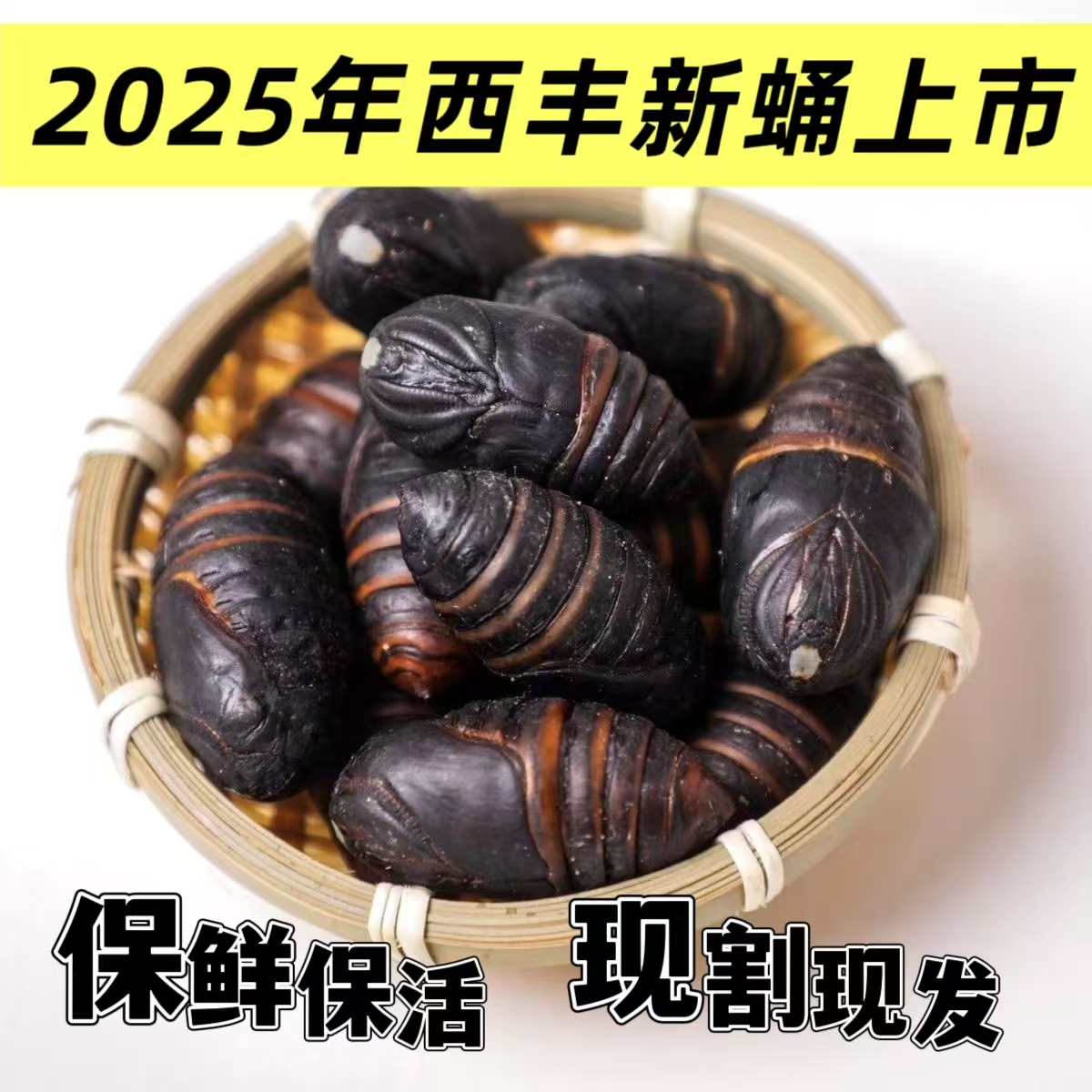 西丰特产大黑柞蚕蛹黑蚕蛹茧蛹鲜活直发东北高蛋白高营养包邮